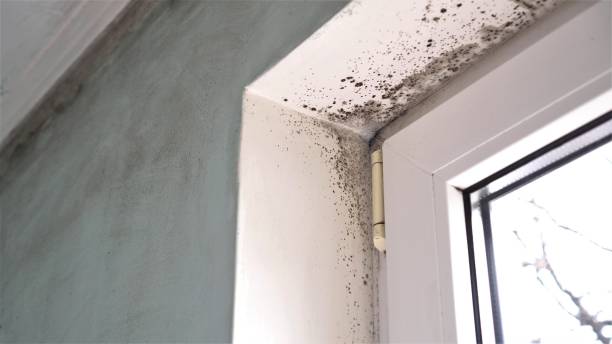 Best Air Quality Testing for Mold Spores  in Spring Lake, NJ